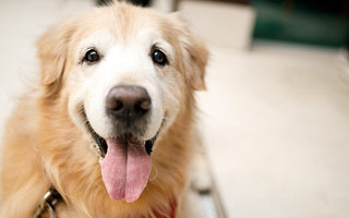 7 Best Dogs Beds for Older Dogs