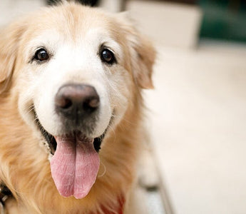 7 Best Dogs Beds for Older Dogs