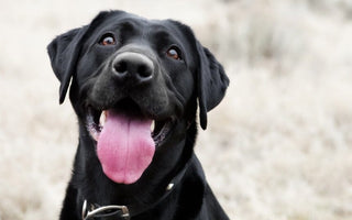120 Best Male Dog Names for 2026