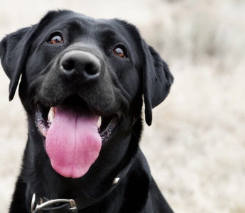 120 Best Male Dog Names for 2026