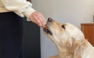 Fruits and Vegetables Dogs Can and Can't Eat