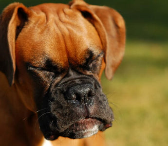 Why is My Dog Sneezing So Much? 8 Reasons