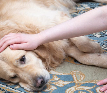 18 Signs Your Dog May Be Feeling Under The Weather