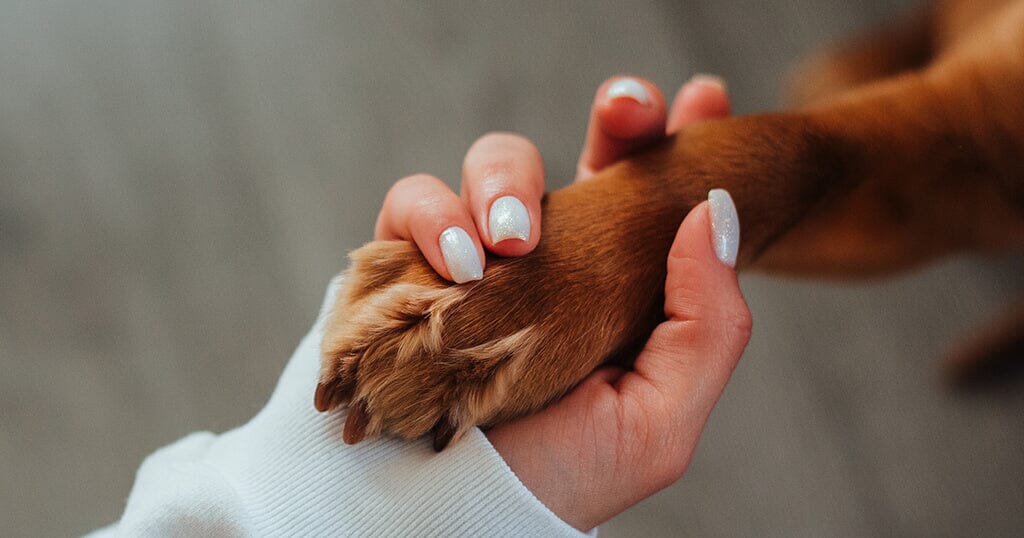 Why Do Dogs Chew Their Paws? 10 Reasons