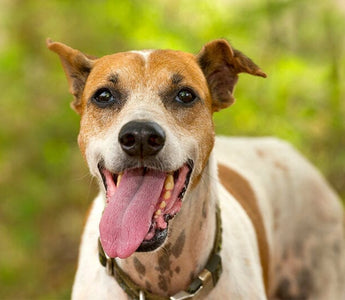 Dog Shaking and Panting: What it Could Mean