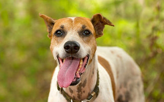 Dog Shaking and Panting: What it Could Mean