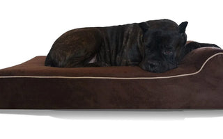 The 10 Best Dog Beds of 2024