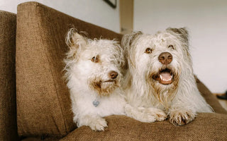 8 Ways to Reduce Dog Shedding in Your Home