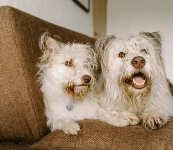 8 Ways to Reduce Dog Shedding in Your Home