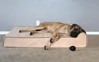 Dog Bed Size Chart by Breed: How To Pick the Right Fit