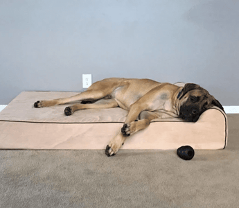 Dog Bed Size Chart by Breed: How To Pick the Right Fit