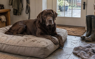 Waterproof Dog Beds: Do You Actually Need One?