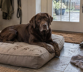 Waterproof Dog Beds: Do You Actually Need One?