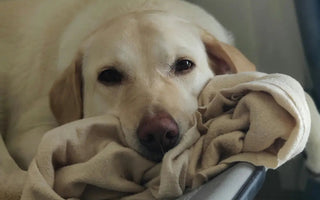 Elevated Dog Beds: 8 Benefits Worth Knowing