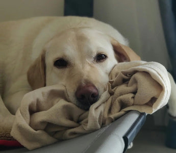 Elevated Dog Beds: 8 Benefits Worth Knowing