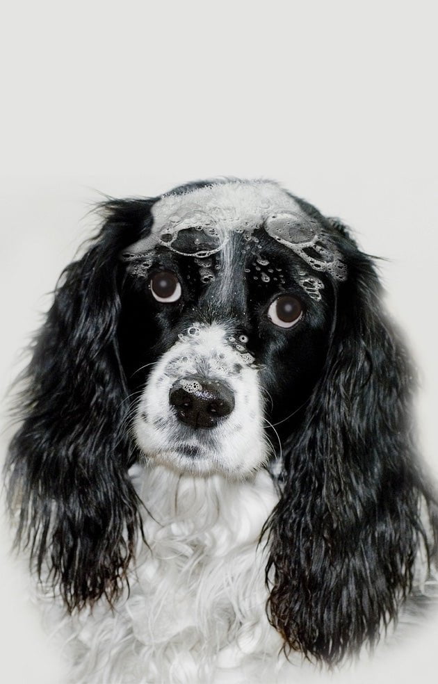 Aloe and Oatmeal Dog Shampoo Bully Beds