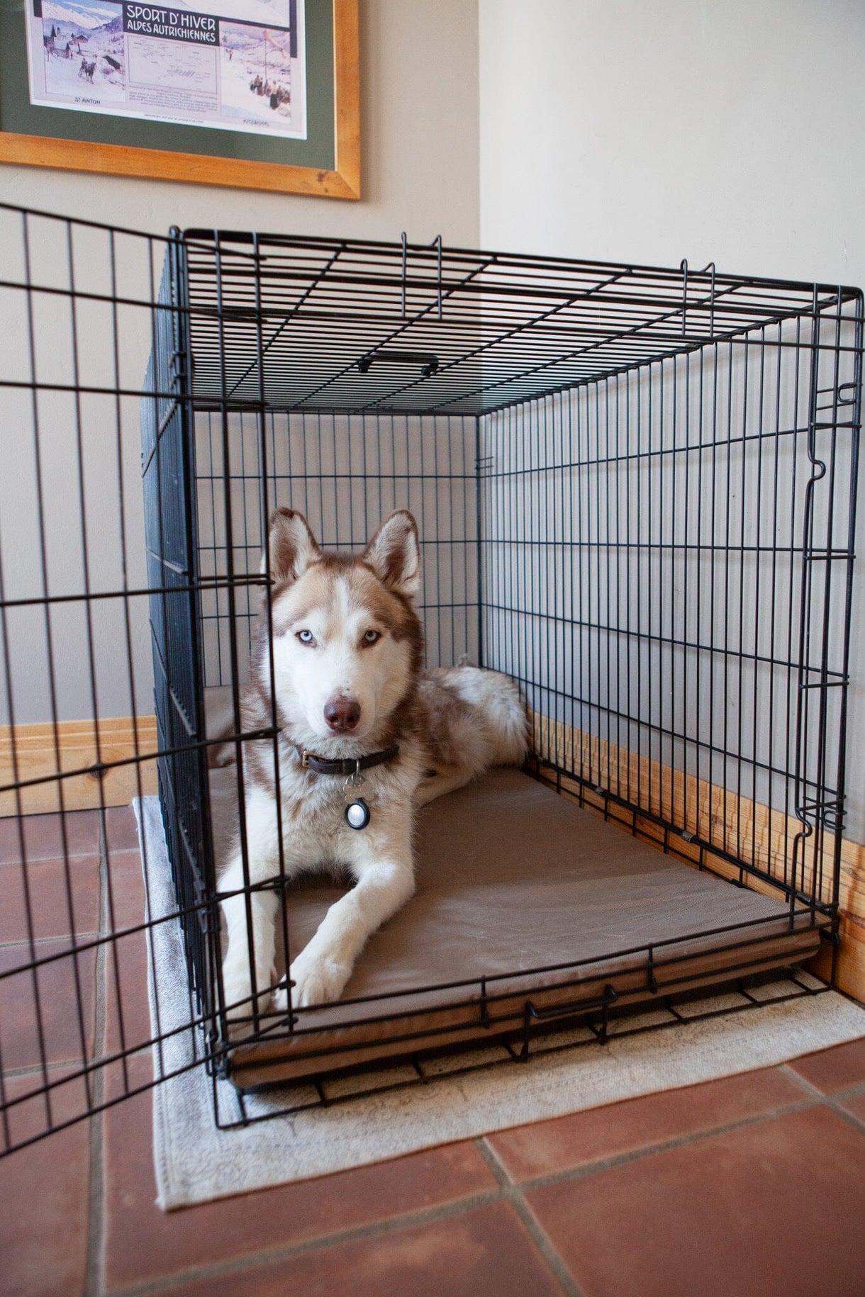 Beautiful view of Antimicrobial Dog Crate Pads