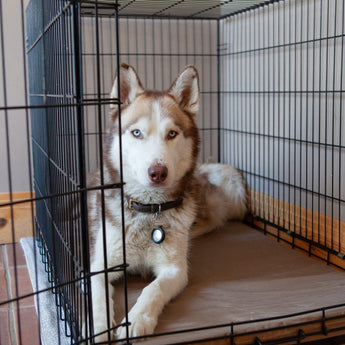 Chew Proof Crate Pad (With 200 Day Guarantee) Bullybeds.com 