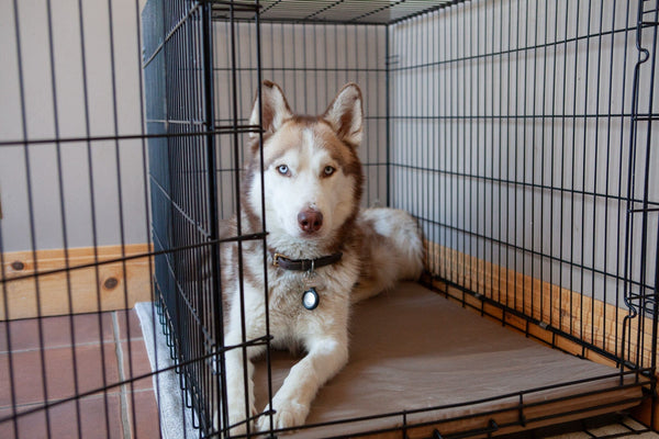 Dog crate pads for heavy chewers hotsell