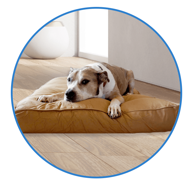 Chew free dog sales bed