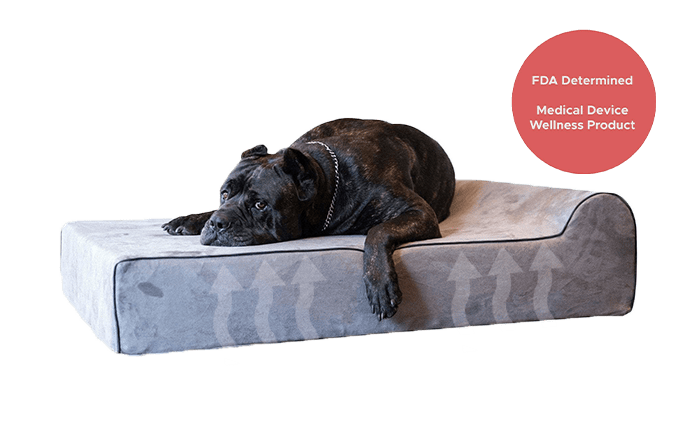 Infrared Dog Bed - Orthopedic, Washable & Waterproof Bully Bed Bullybeds.com 