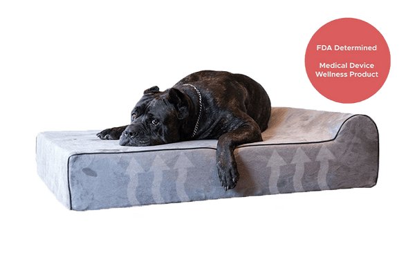 Bully online dog bed